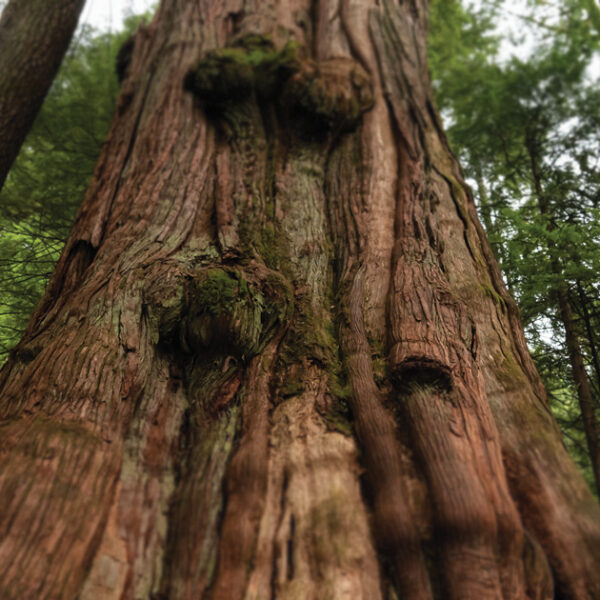A giant tree that is many hundreds of years old fills the photo with it's trunk and there's a forest in the background, from Vancouver Island