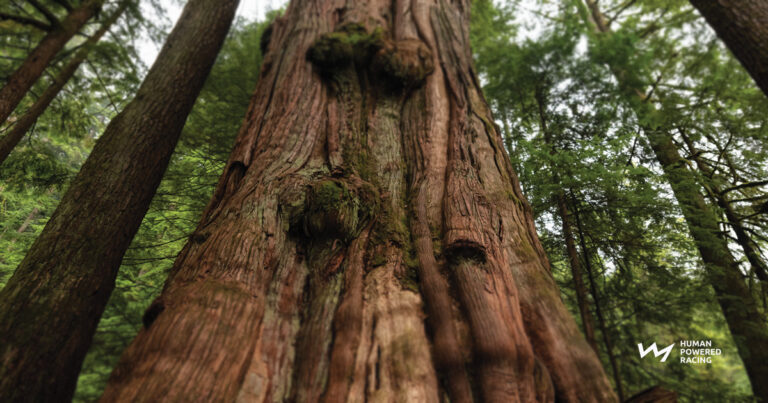 A giant tree that is many hundreds of years old fills the photo with it's trunk and there's a forest in the background, from Vancouver Island